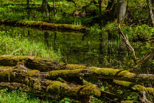 Białowieżan kansallispuisto