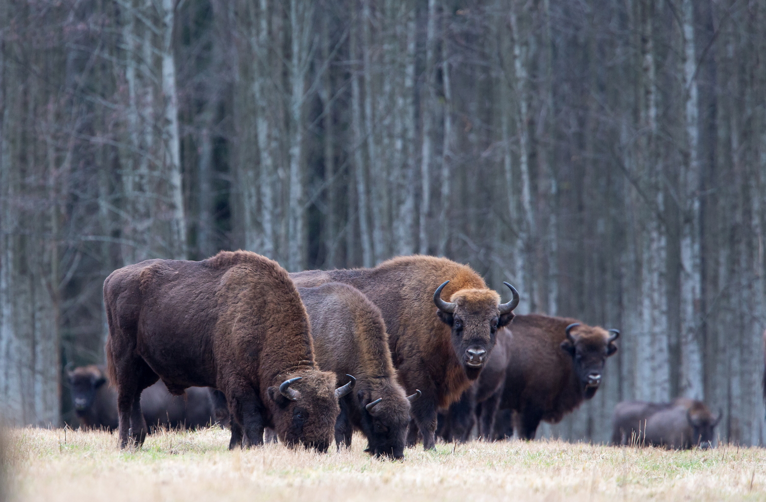 Białowieżan metsä