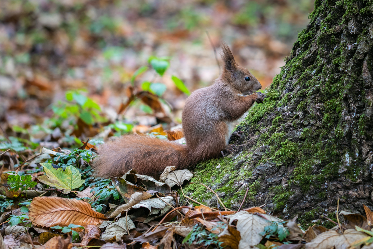 BUSKO-ZDROJ-WIEWIORKA-PARK-ZDROJOWY-IMG_1200.jpg