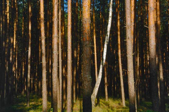 Bory Tucholskien männikkömetsät